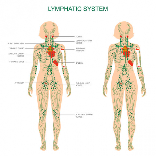 lymphatic system