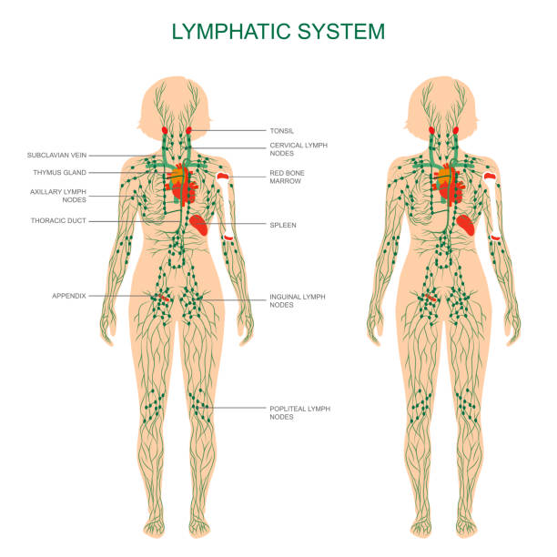 lymphatic_system_hr1.jpg